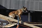 CHIEN D'INTERVENTION 068